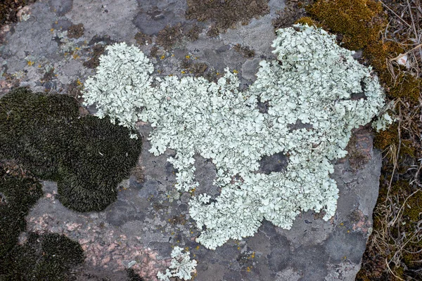 Mossa och lavar växer på en sten. Makro. bakgrund av Lichen Moss sten. — Stockfoto