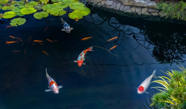 Ünlü renkli Asya balığı Koi sazan balığı, Amur sazan balığının renkli çeşitleri suni bir gölette, su bahçesinde yüzer. Yukarıdan görünüm
