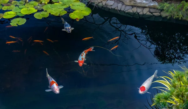 아시아어 물고기인 카프는 잉어의 일종으로 연못에 위에서 스톡 이미지