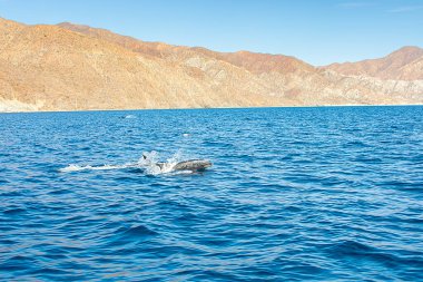 Açık Cortez Denizi 'nde yunuslar
