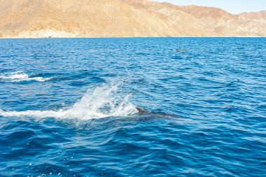 Açık Cortez Denizi 'nde yunuslar