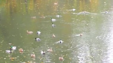 Şehir parklarında altın sonbahar