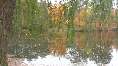 Şehir parklarında altın sonbahar