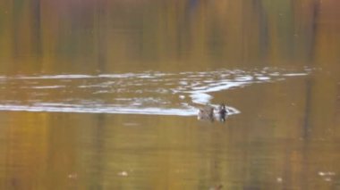 Şehir parklarında altın sonbahar