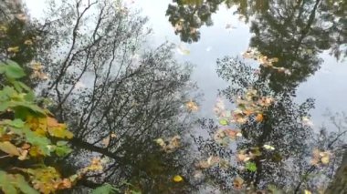 Şehir parklarında altın sonbahar