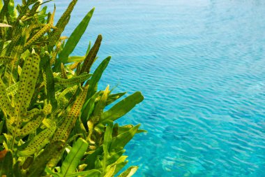 Yeşil yaprak dokusu. Temiz mavi su arkaplanının üzerindeki yeşil yapraklar. Boşluk afişini kopyala.