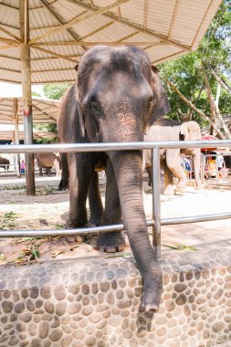 Cephede diğer fillerle birlikte tek bir fil. Hayvan yaban hayatı. Doğa. Boşluk afişini kopyala