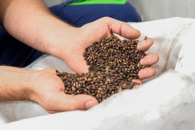 Bulanık bir arka planda bir çuval sıçrama. Erkek eli yaklaş. Bira demleme konsepti, üretim.