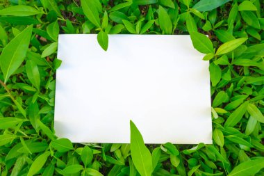 Yeşil yapraklı yaratıcı düzen ve uzay kartı notunu kopyala. Doğa konsepti, düz yatak, üst manzara. Metnin ve metin yerin için boşluk afişini kopyala.