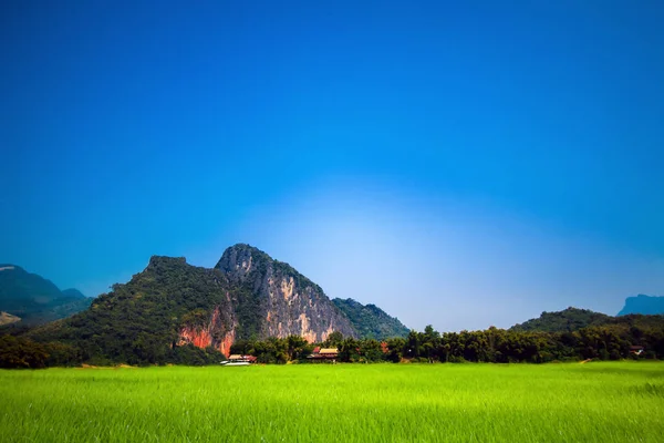 美しい緑の田んぼは山と青い空を背景します — ストック写真