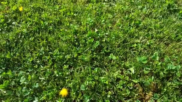 Câmera inclinando da grama para o céu em um parque — Vídeo de Stock