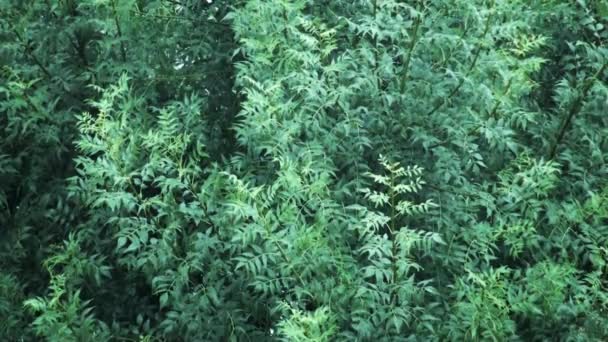 Primo piano di rami di alberi verdi in una forte tempesta di pioggia con tuoni e suoni di pioggia — Video Stock