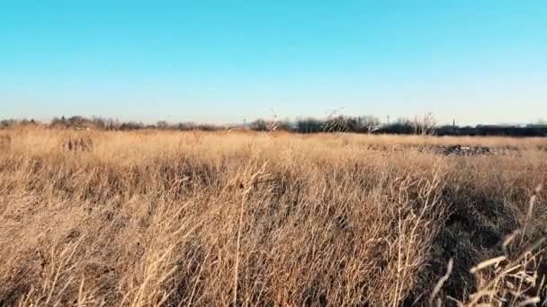 Feld mit trockener Sommervegetation vor tiefblauem Himmel mit fliegendem Vogel in eskisehir — Stockvideo