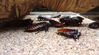 Onun anten ayakları ile temizlik cockroach(Gromphadorhina portentosa) tıslama Madagaskar görünümünü kapat