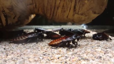 Onun anten ayakları ile temizlik cockroach(Gromphadorhina portentosa) tıslama Madagaskar görünümünü kapat