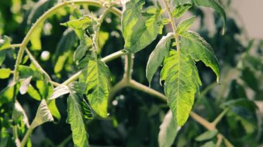 Domates bitki sulama sonra hareketli bırakır