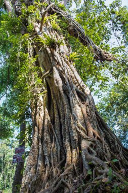 Kuangsi şelale Park, Luang Prabang, Laos şaşırtıcı ağacının bir düşük açılı görünüş