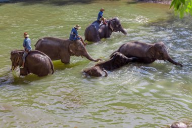 Chiang Mai, Tayland - 01 Şubat 2018: güzel Maetaman Vadisi, Chiang Mai, Tayland Maetaeng Nehri'nin üzerinde fil sürme fil hademe.
