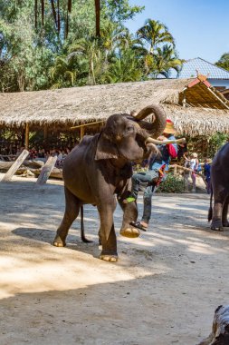 Chiang Mai, Tayland - 01 Şubat 2018: günlük fil gösterisi Maesa fil kampında, Chiang Mai, Tayland için fil üzerinde tırmanma fil.