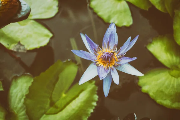 Purple lotus flower and leaves on the water surface