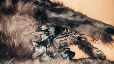 Yeni doğan bebek kedi yavruları anne sütü emme