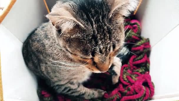 Tabby cat preparing to sleep in a cozy box — Stock Video