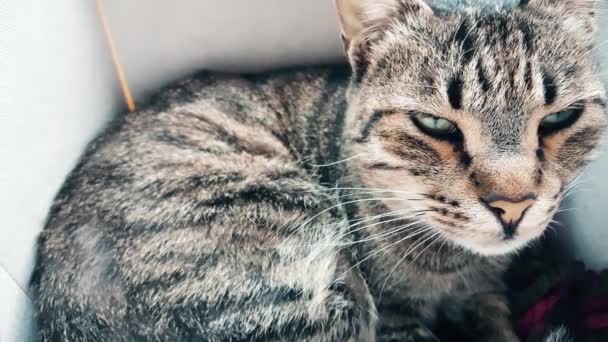 Табби-кот отдыхает в уютной коробке — стоковое видео