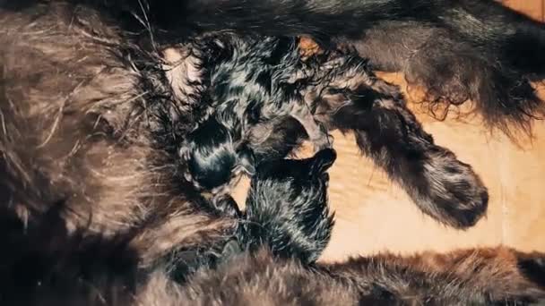 Новонароджені кошенята смокчуть молоко від своєї матері — стокове відео