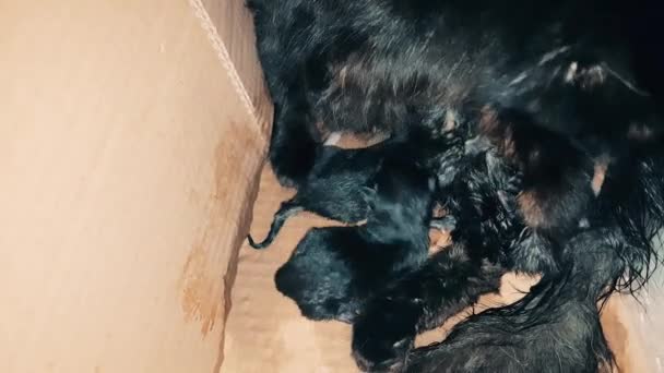 Nieuwe geboren baby kittens zuigen melk van hun moeder — Stockvideo