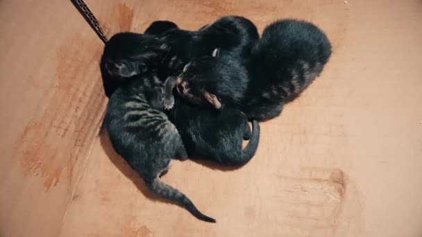 Gatitos recién nacidos durmiendo juntos en una caja de cartón — Vídeos de Stock