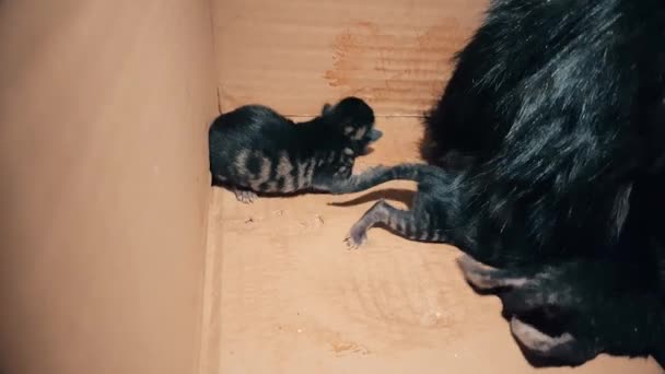 New born baby kitten searching its mother for feeding — Stock Video