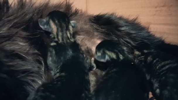 I cuccioli appena nati succhiano il latte dalla madre — Video Stock