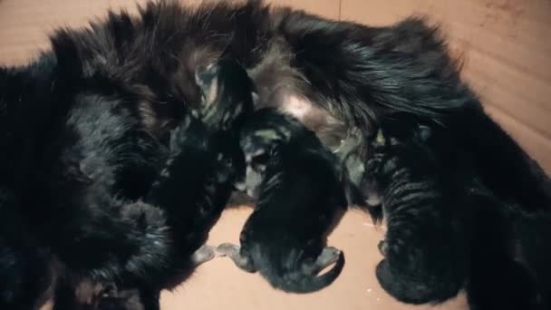 New born baby kittens sucking milk from their mother — Stock Video