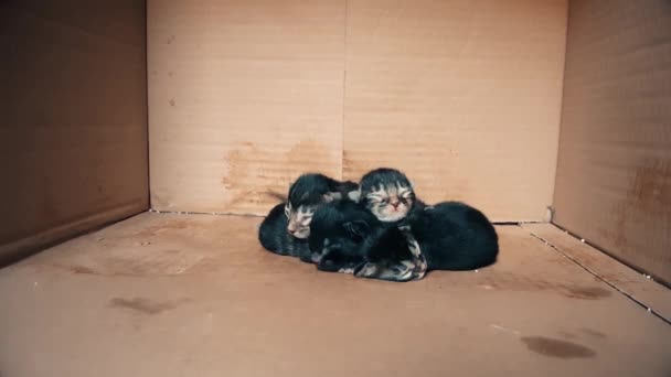 ลูกแมวที่เกิดใหม่ย้ายมารวมกันในกล่องกระดาษแข็ง — วีดีโอสต็อก