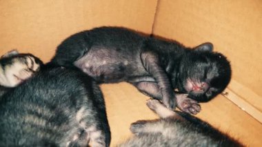 Onunla birlikte uyumak bir karton kutu içinde yeni doğan bebek yavru kedi