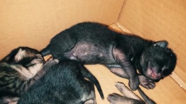 Onunla birlikte uyumak bir karton kutu içinde yeni doğan bebek yavru kedi