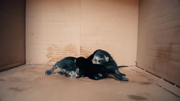 Новорожденные котята движутся вместе в коробке — стоковое видео
