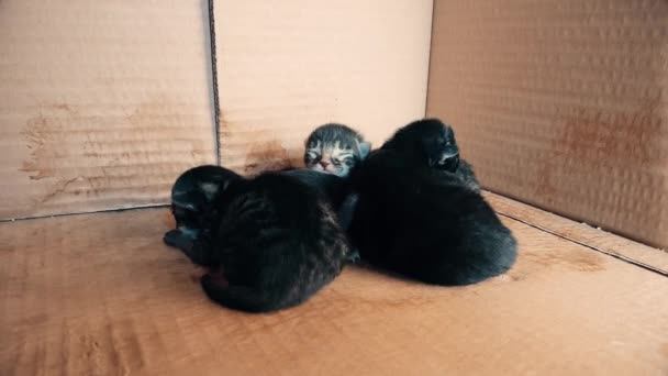 New born baby kittens sleeping together in a carton box — Stock Video