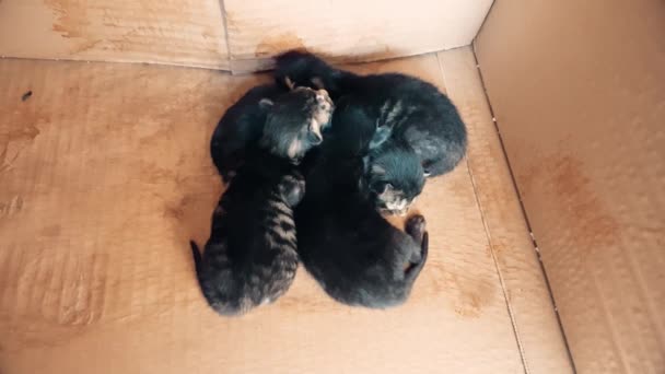 Gatitos recién nacidos durmiendo juntos en una caja de cartón — Vídeos de Stock