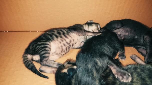 Nieuwe geboren baby kittens slapen samen in een kartonnen doos — Stockvideo
