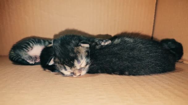 Gatitos recién nacidos durmiendo juntos en una caja de cartón — Vídeo de stock