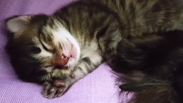 Bayi kucing yang baru lahir tidur di atas penutup ungu lembut — Stok Video