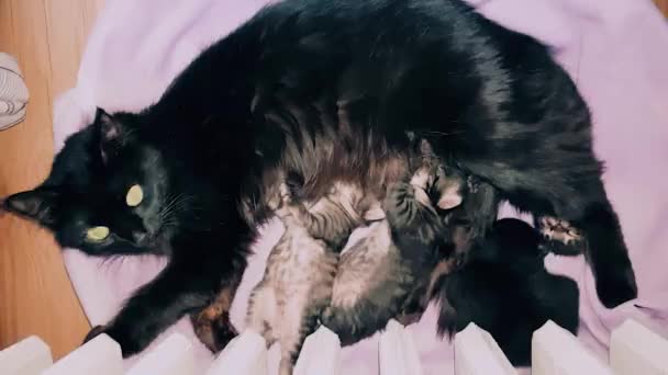 New born black baby kitten sucking milk from its mother — Stock Video