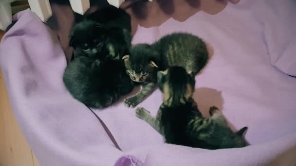 新生小猫在猫篮子里一起移动 — 图库视频影像