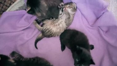 Yeni doğan bebek kedi sepeti birlikte oynarken kediler