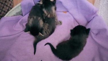 Yeni doğan bebek kedi sepeti birlikte oynarken kediler