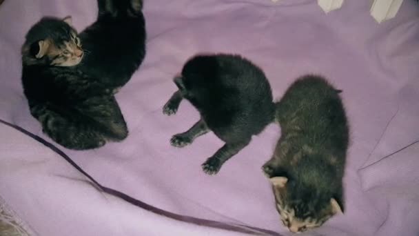 Neugeborene Kätzchen ruhen zusammen in einem Katzenkorb — Stockvideo