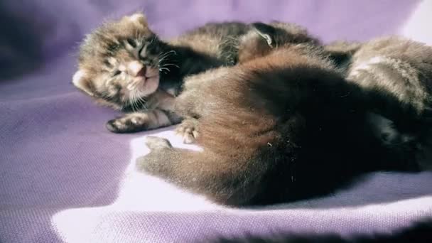 Gatitos recién nacidos descansando juntos en una cesta de gatos — Vídeos de Stock