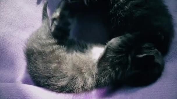 Gatinhos recém-nascidos descansando juntos em uma cesta de gato — Vídeo de Stock