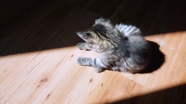 Kleine gestromte Katze spielt im Sonnenlicht auf dem Fußboden — Stockvideo